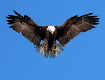 kartal