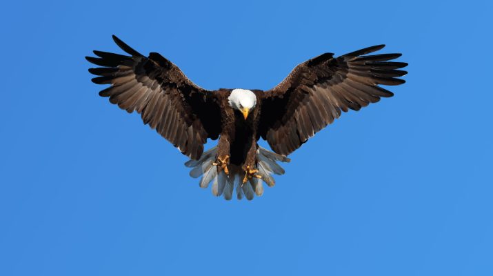 kartal